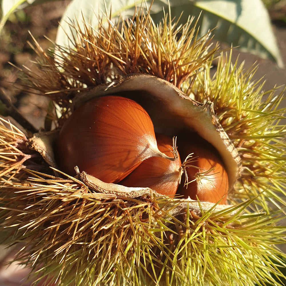 천유작 산지발송 국내산 부여 햇밤 알밤 (특대)
