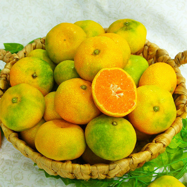 [명절캄므] 제주 하우스 감귤 선물세트 2kg 3kg 5kg