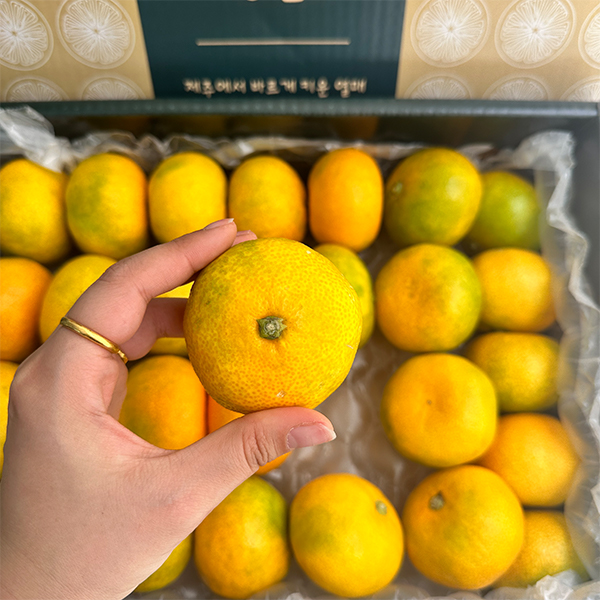 [명절캄므] 제주 하우스 감귤 선물세트 2kg 3kg 5kg