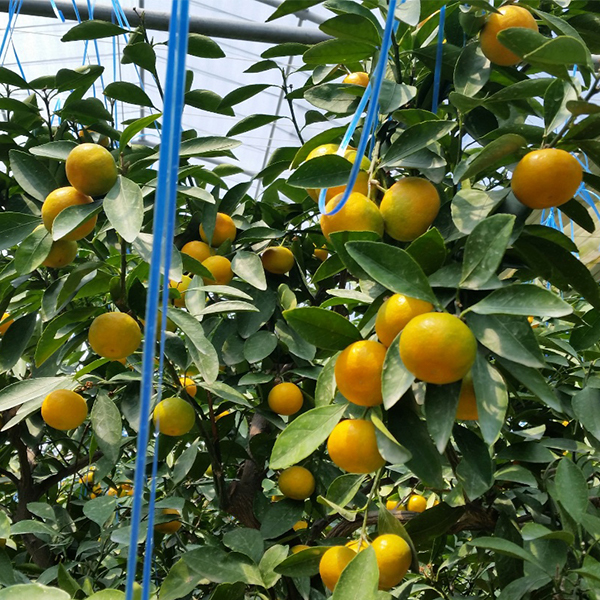 [명절캄므] 제주 하우스 감귤 선물세트 2kg 3kg 5kg