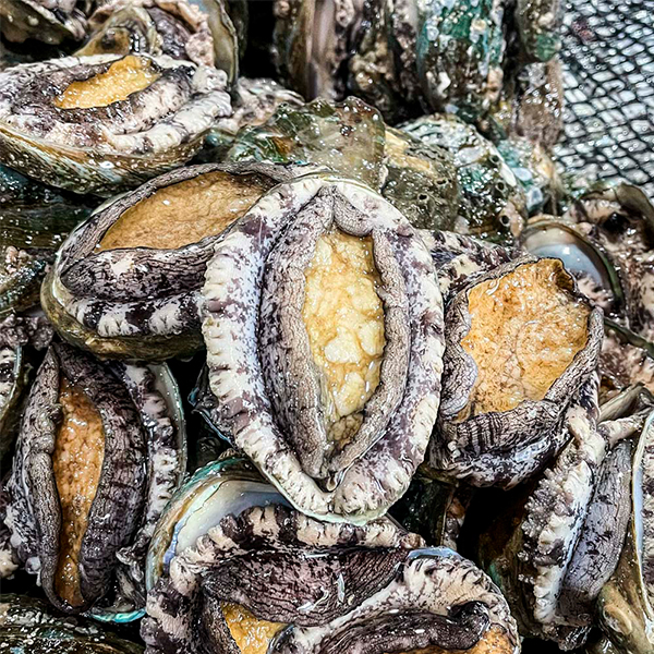 [명절브팜] 완도 활전복 금보자기싼 선물세트 1kg