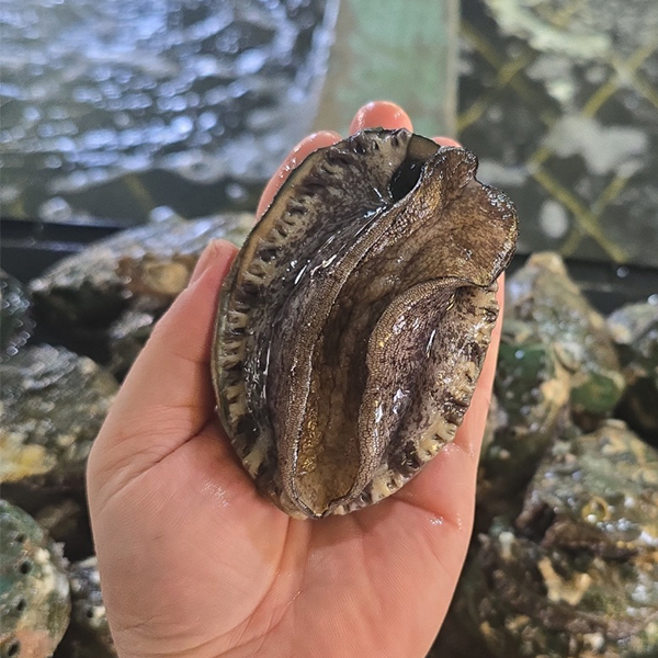 [오커늘푸] 완도 활전복 1kg