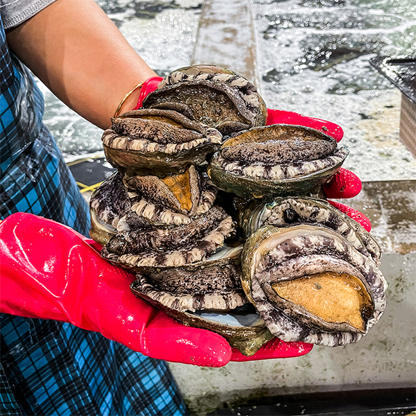 [명절브팜] 완도 활전복 금보자기싼 선물세트 1kg 대표이미지 섬네일