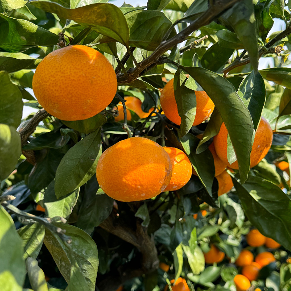 제주 감귤 1kg~9kg (소~대과) 대표이미지 섬네일