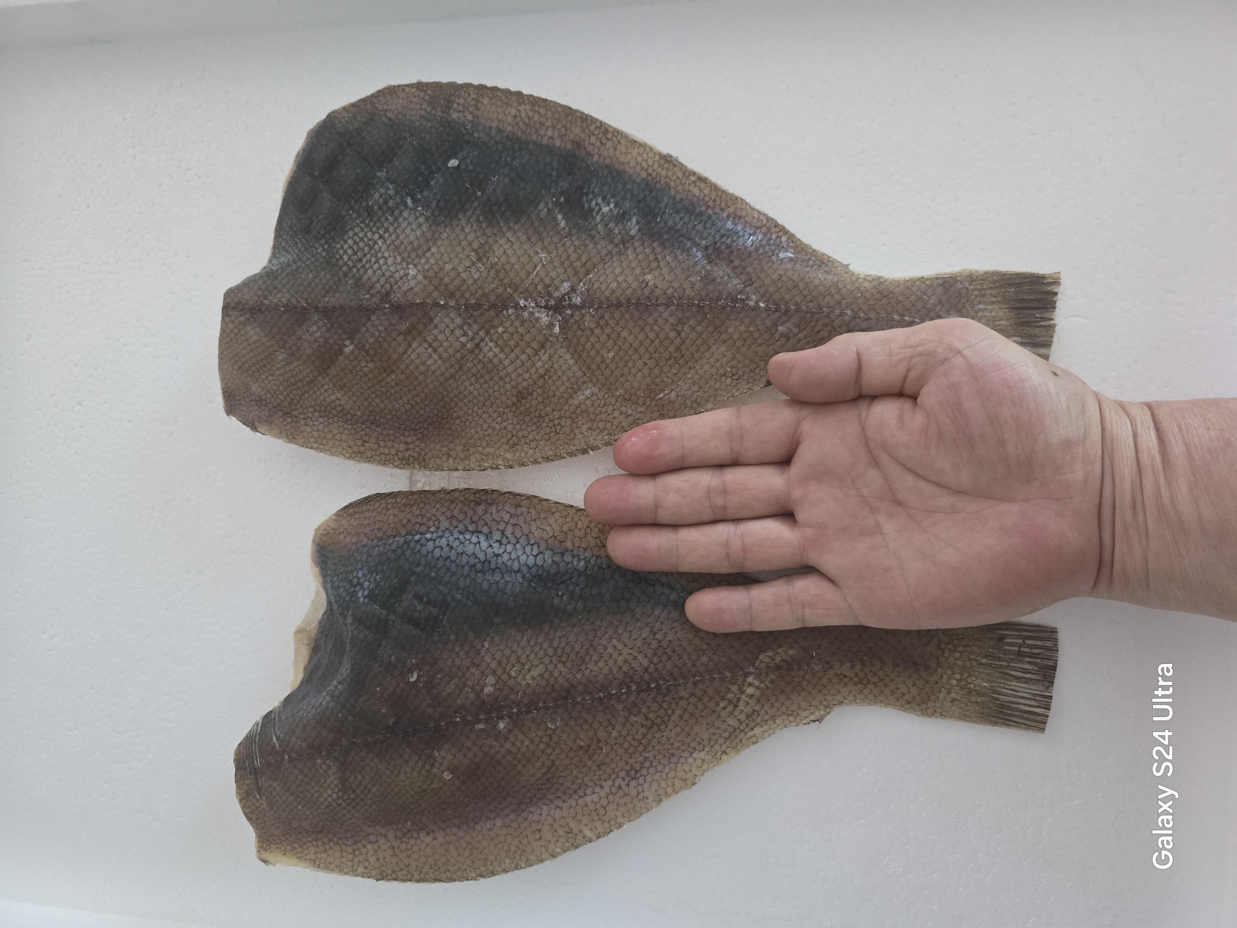 참가자미 특대 완전손질 가자미 2마리(마리당30cm)