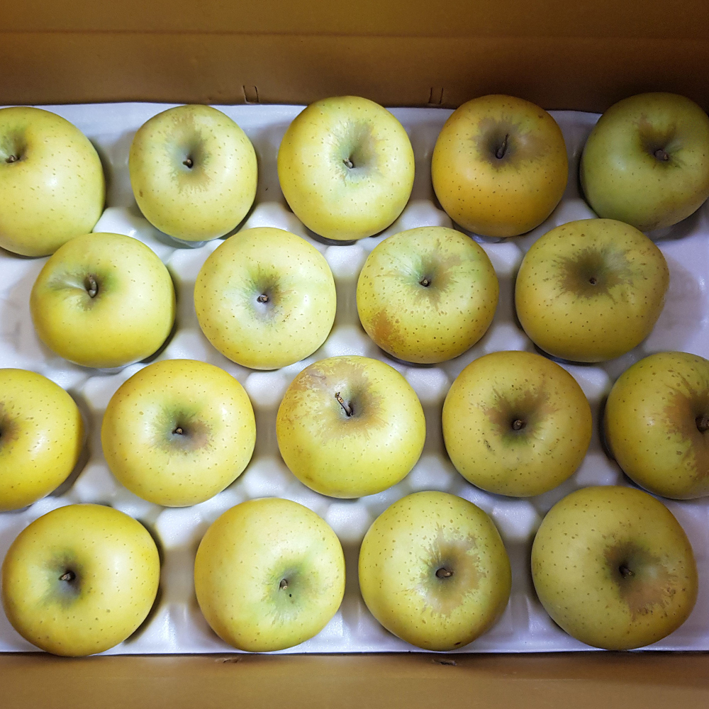 햇 수확 맛있는 청송 시나노골드 사과 1kg 3kg 5kg
