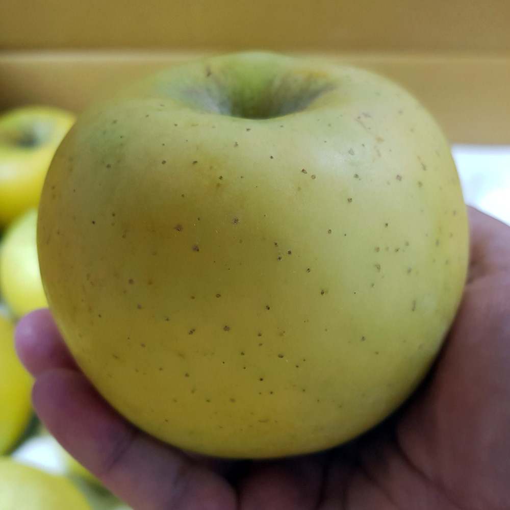 햇 수확 맛있는 청송 시나노골드 사과 1kg 3kg 5kg