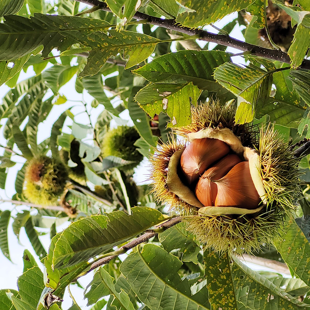 부여농부의 유기농 밤 선물세트 (대 / 특대) 2kg / 4kg 햇밤 유기농밤 산밤 약밤 부여알밤 부여밤