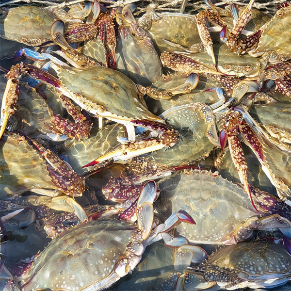[당일조업] 서해안 활꽃게 암수혼합 1kg 2kg 3kg