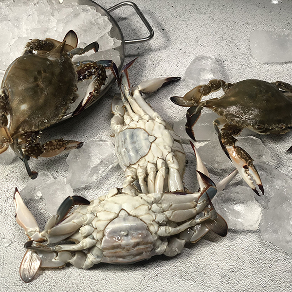 [당일조업] 서해안 활꽃게 암수혼합 1kg 2kg 3kg