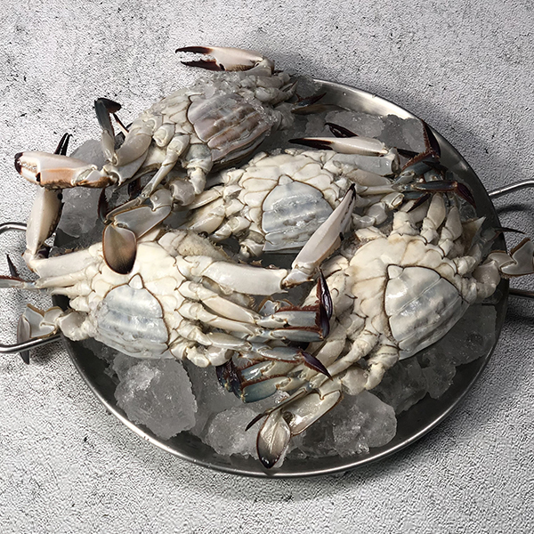 [당일조업] 서해안 활꽃게 암수혼합 1kg 2kg 3kg