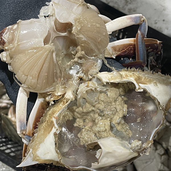 [당일조업] 서해안 활꽃게 암수혼합 1kg 2kg 3kg