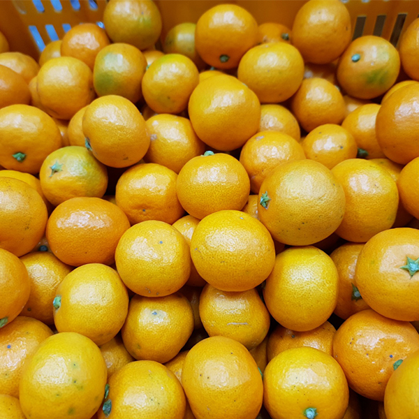 [감귤캄스] 새콤달콤 제주감귤 가정용 3kg 5kg 노지 감귤