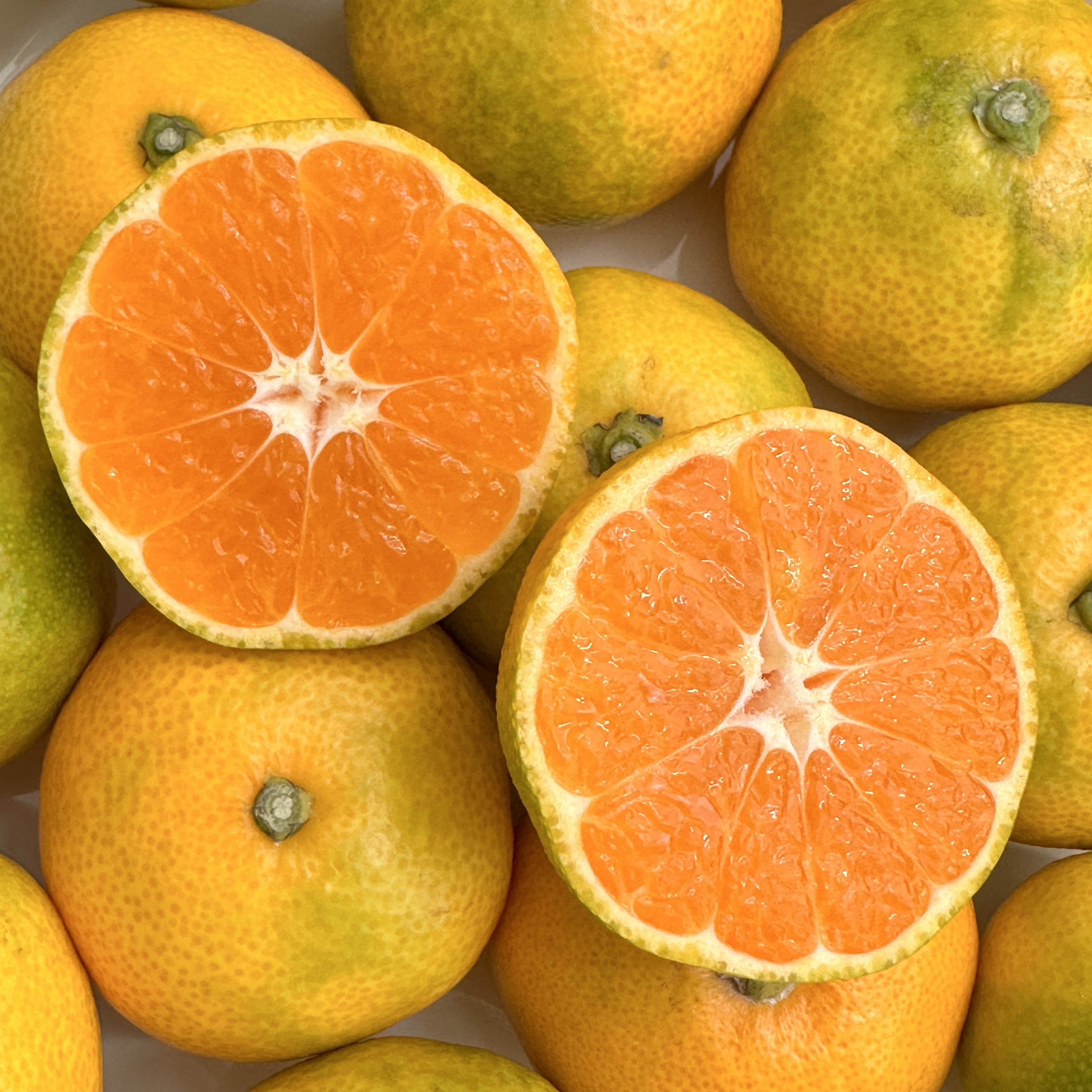 [감귤캄스] 새콤달콤 제주감귤 가정용 3kg 5kg 노지 감귤