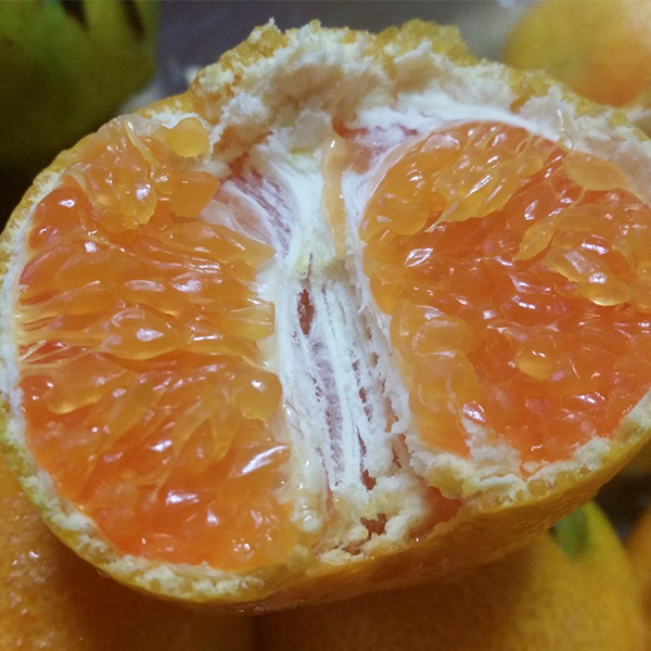 [감귤캄스] 새콤달콤 제주감귤 가정용 3kg 5kg 노지 감귤