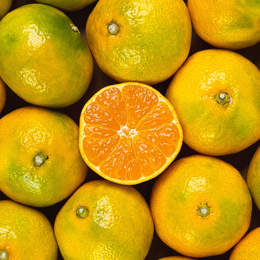 제주 서귀포 감귤 대표이미지 섬네일