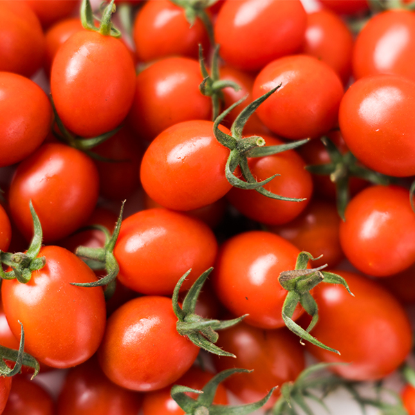 [오커최고] 스테비아 방울 토마토 500g 1팩 2팩 3팩 4팩