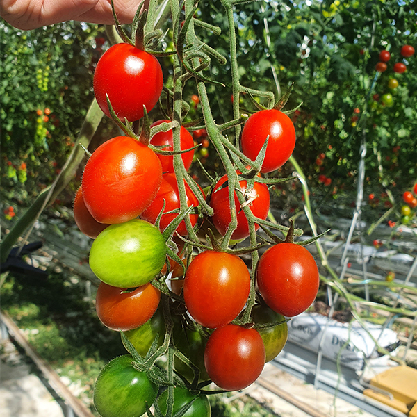 [오커최고] 스테비아 방울 토마토 500g 1팩 2팩 3팩 4팩