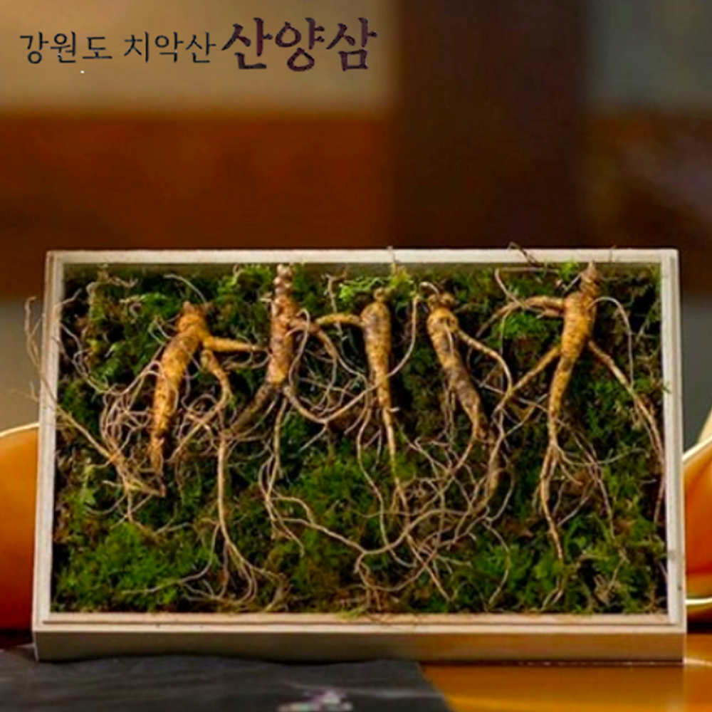 강원도 치악산 산양삼 5뿌리 국내산 인삼 새싹 산양삼 원기회복 묘삼 고급 오동나무 박스 포장 5뿌리 1세트