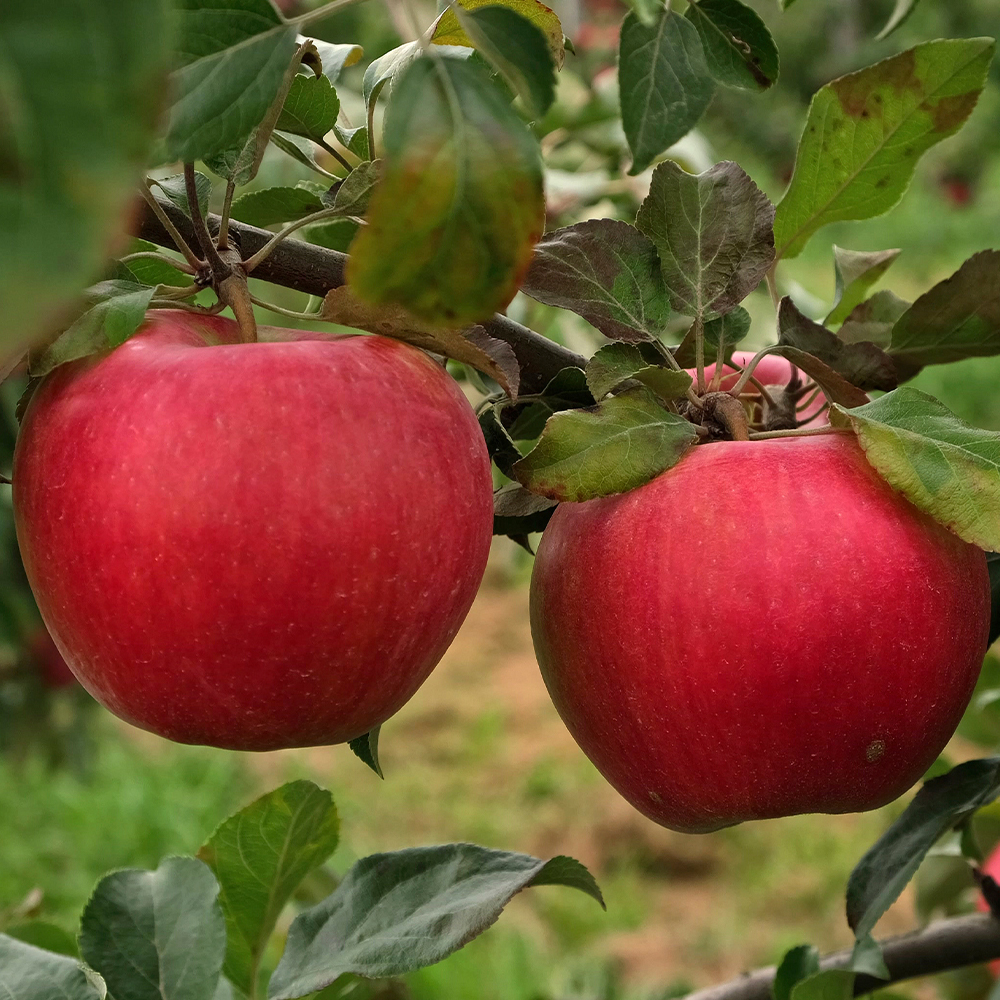 산지직송 아삭하고 달콤한 빨강 사과 홍로 아리수 부사 가정용 특품 2kg 3kg 5kg