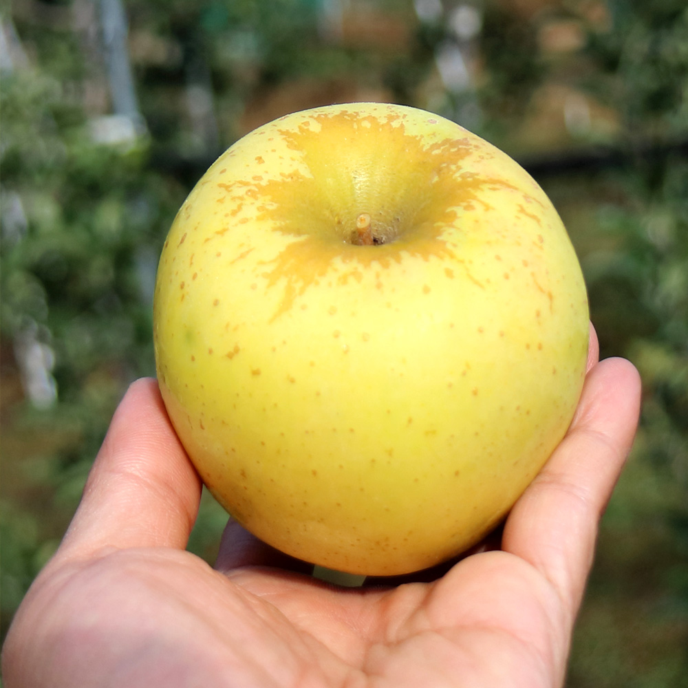 청송 시나노 골드 사과 제철 과일 황금 청송사과