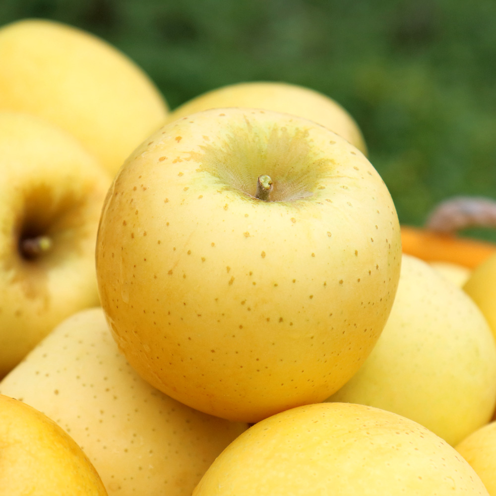 청송 시나노 골드 사과 제철 과일 황금 청송사과