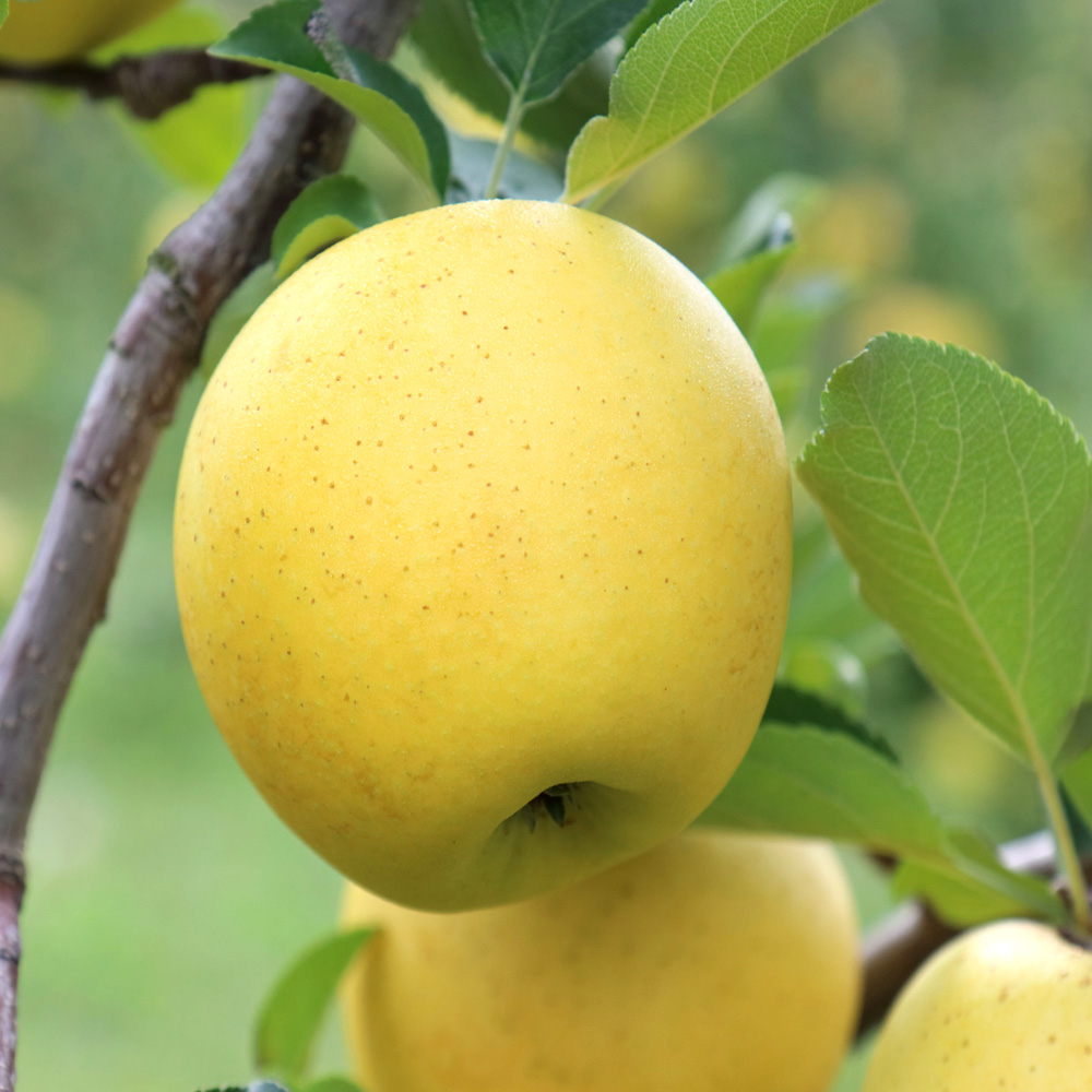 청송 시나노 골드 사과 제철 과일 황금 청송사과