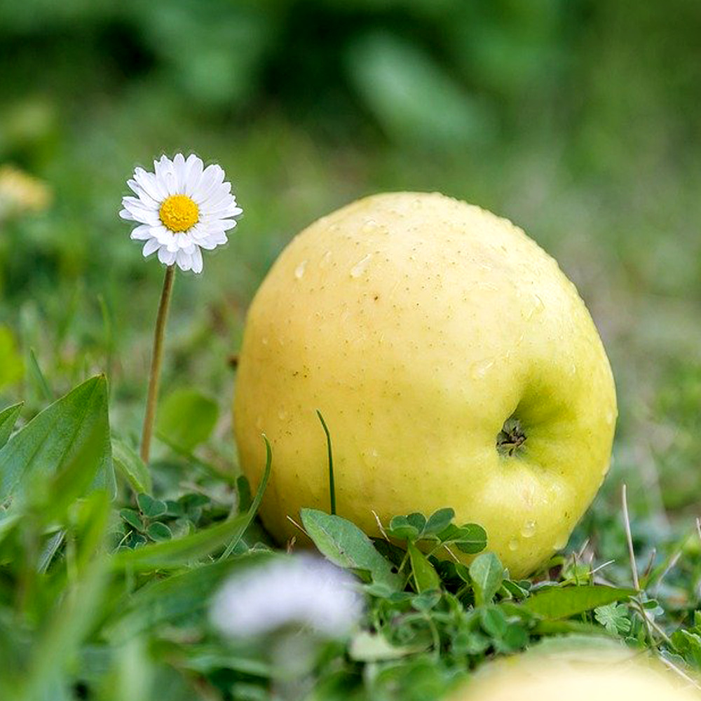 청송 시나노 골드 사과 제철 과일 황금 청송사과