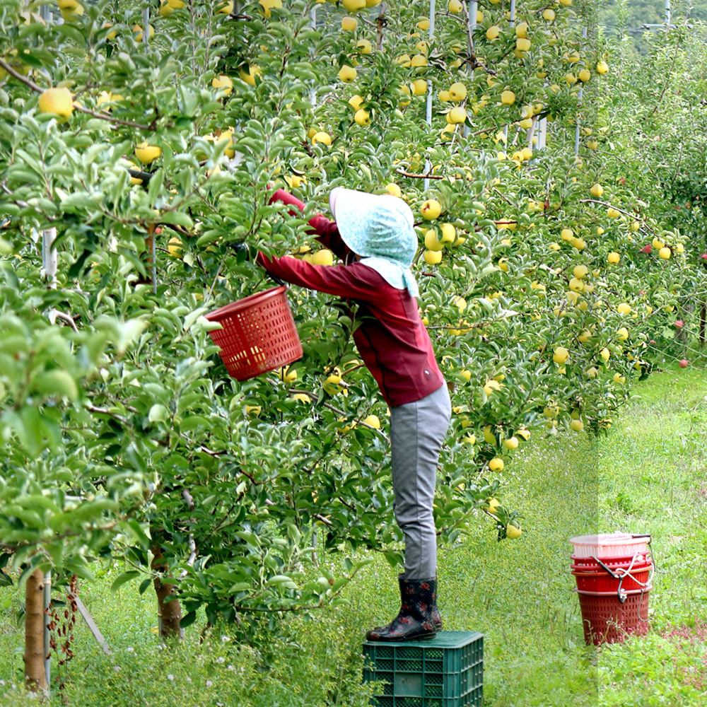 청송 시나노 골드 사과 제철 과일 황금 청송사과
