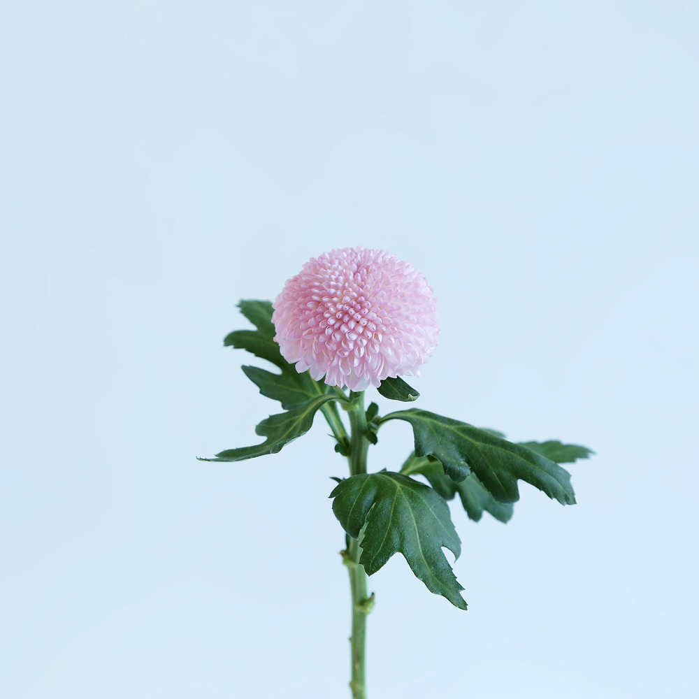 퐁퐁국화 생화꽃바구니