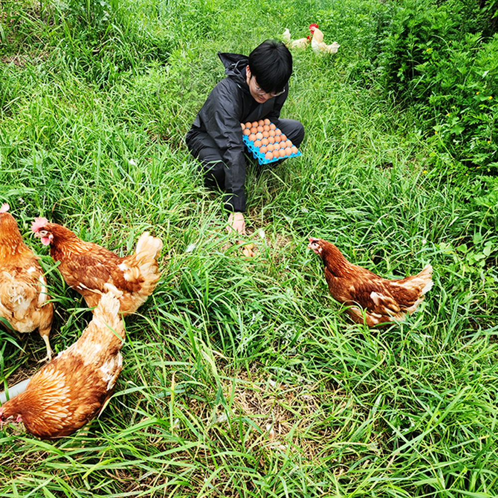 난각번호 1번 무항생제 자연방목 유정란 20구 자연방사유정란 계란 달걀