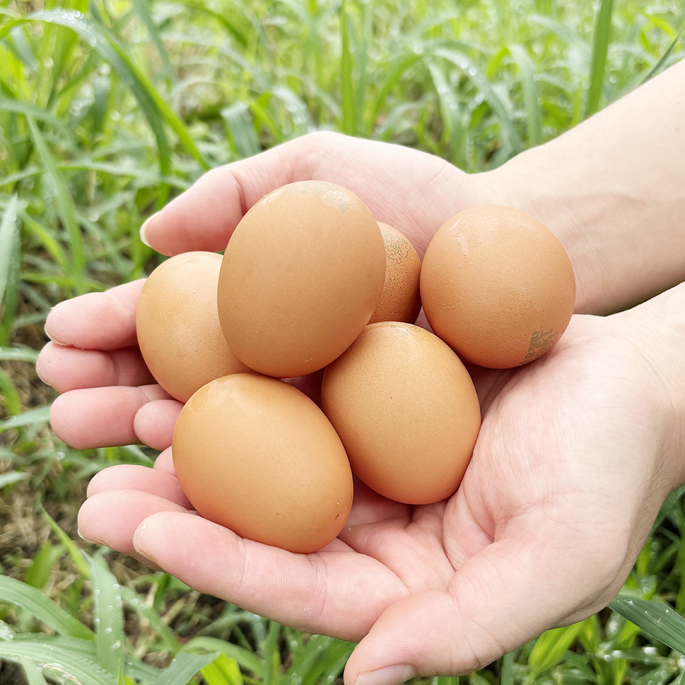 난각번호 1번 무항생제 자연방목 유정란 20구 자연방사유정란 계란 달걀