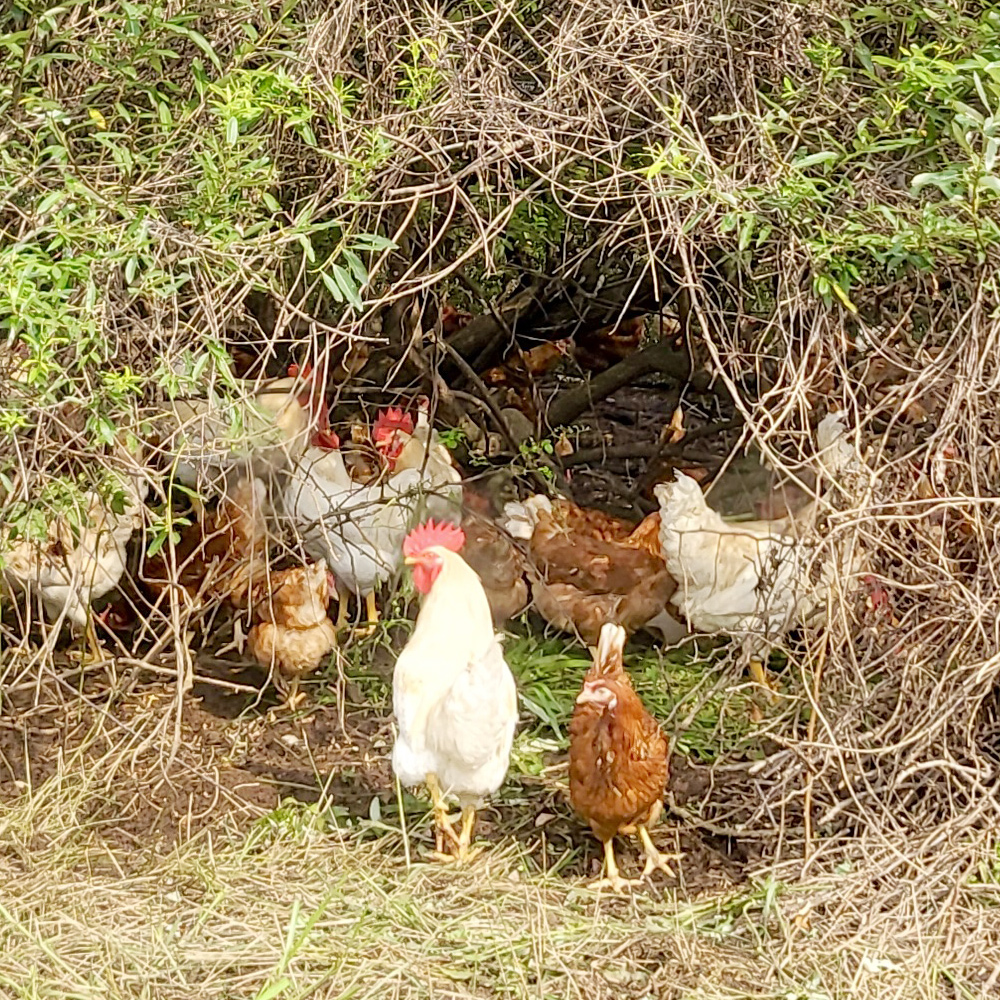 난각번호 1번 무항생제 자연방목 유정란 20구 자연방사유정란 계란 달걀