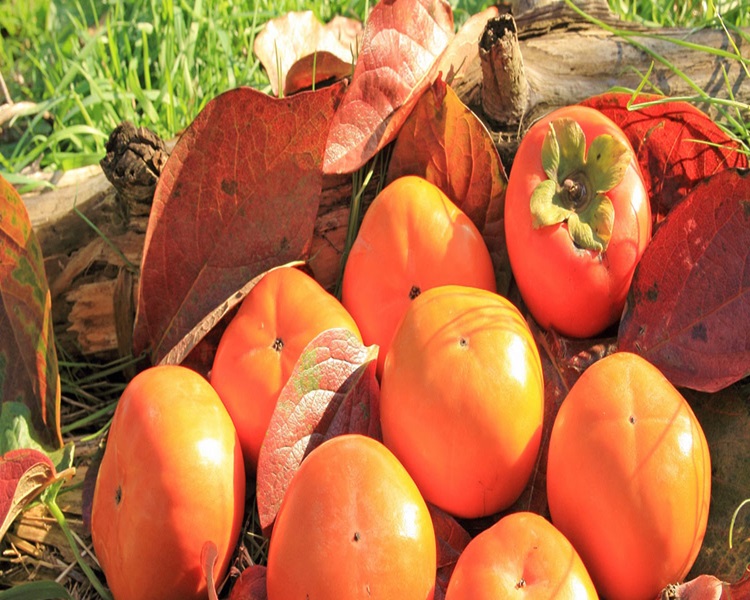 달콤 아삭한 제철 햇단감 상서 송본 부유 단감 생과