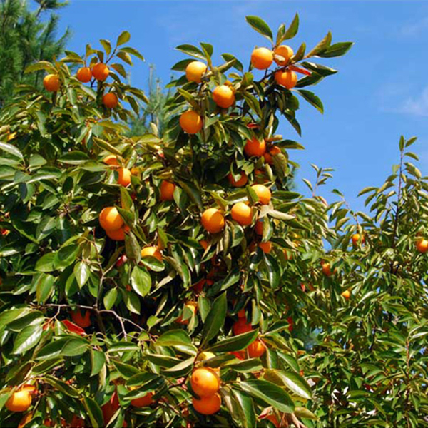 [반시최고] 씨없는 반시 말랑 반시 2.5kg 5kg