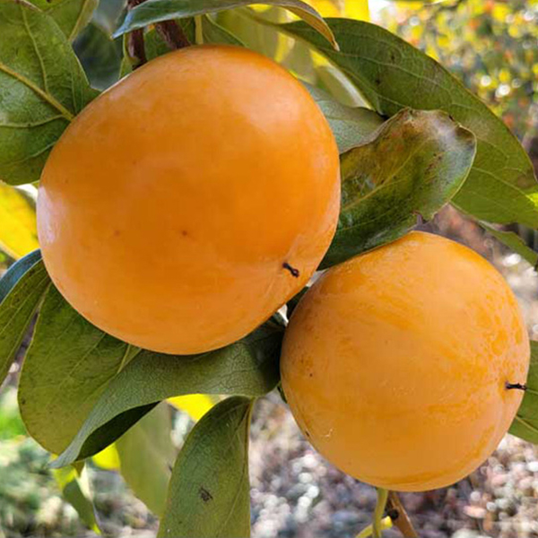 [단감최고] 단맛 진한 단감 2kg 3kg 5kg 제철  단감