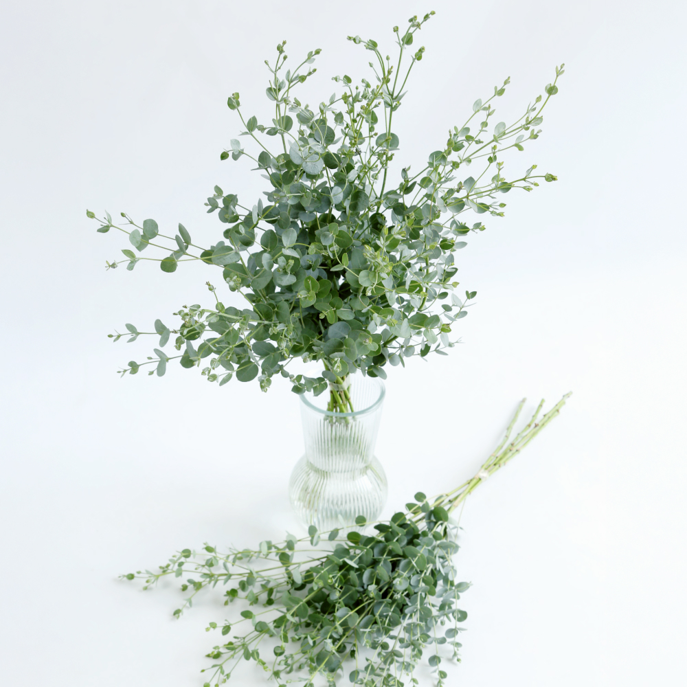 유칼립투스 구니