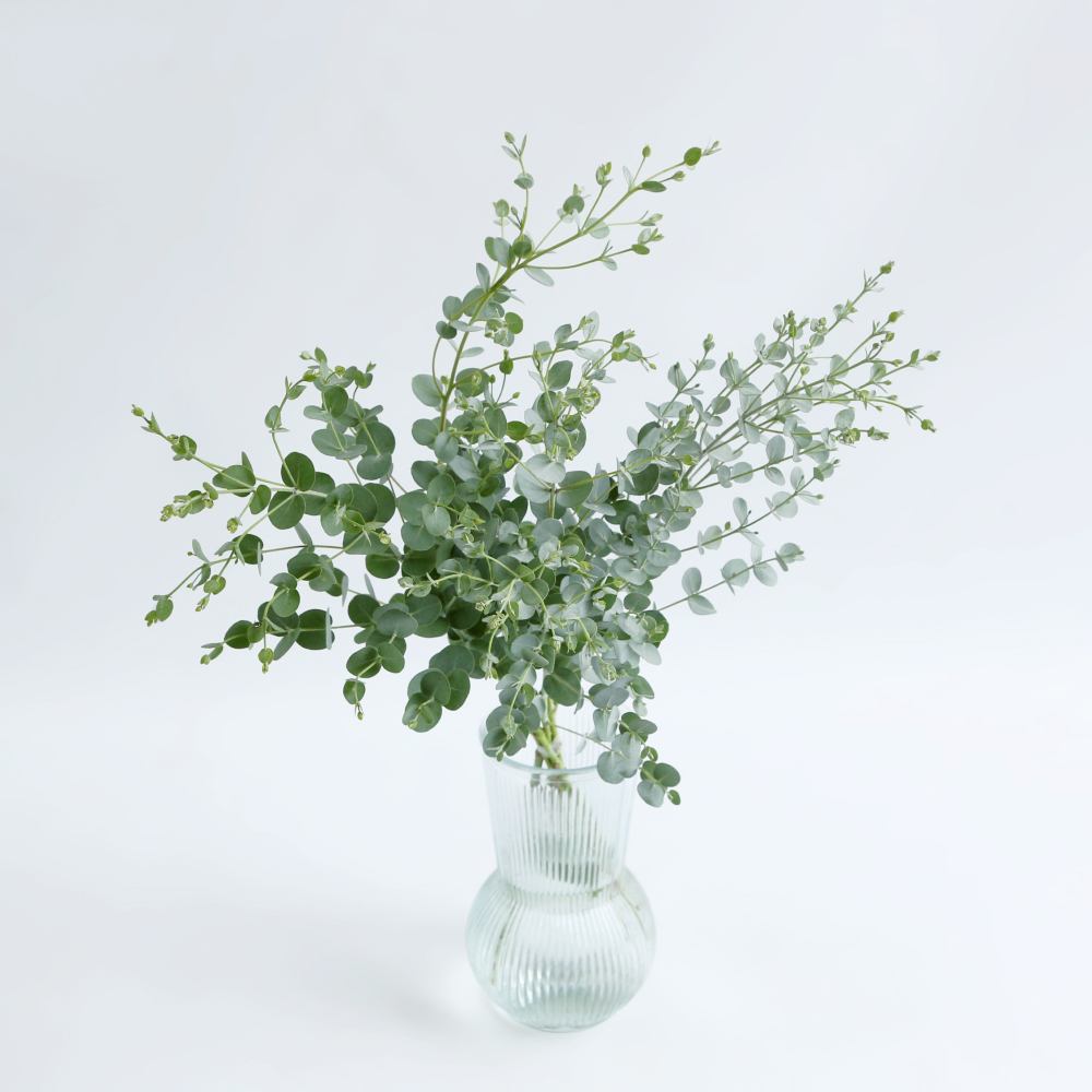 유칼립투스 구니