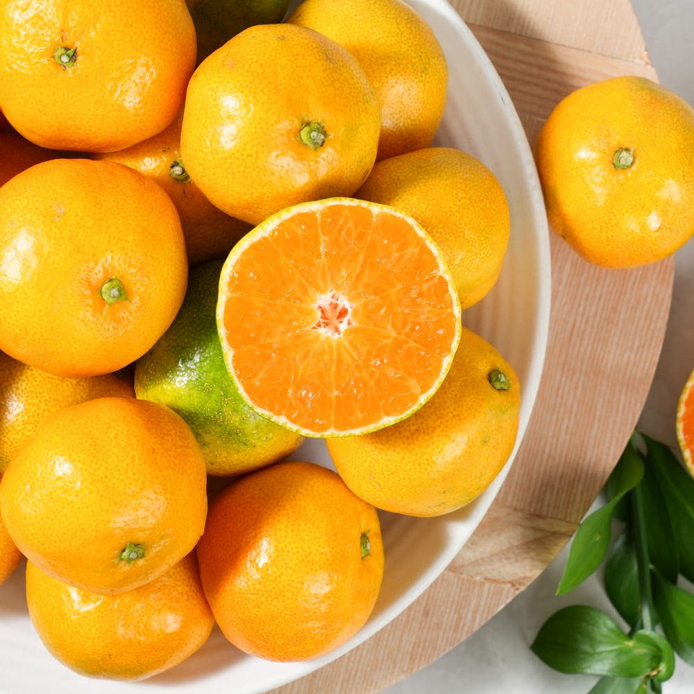 제주직송 햇 노지감귤 서귀포 감귤 제주귤 극조생