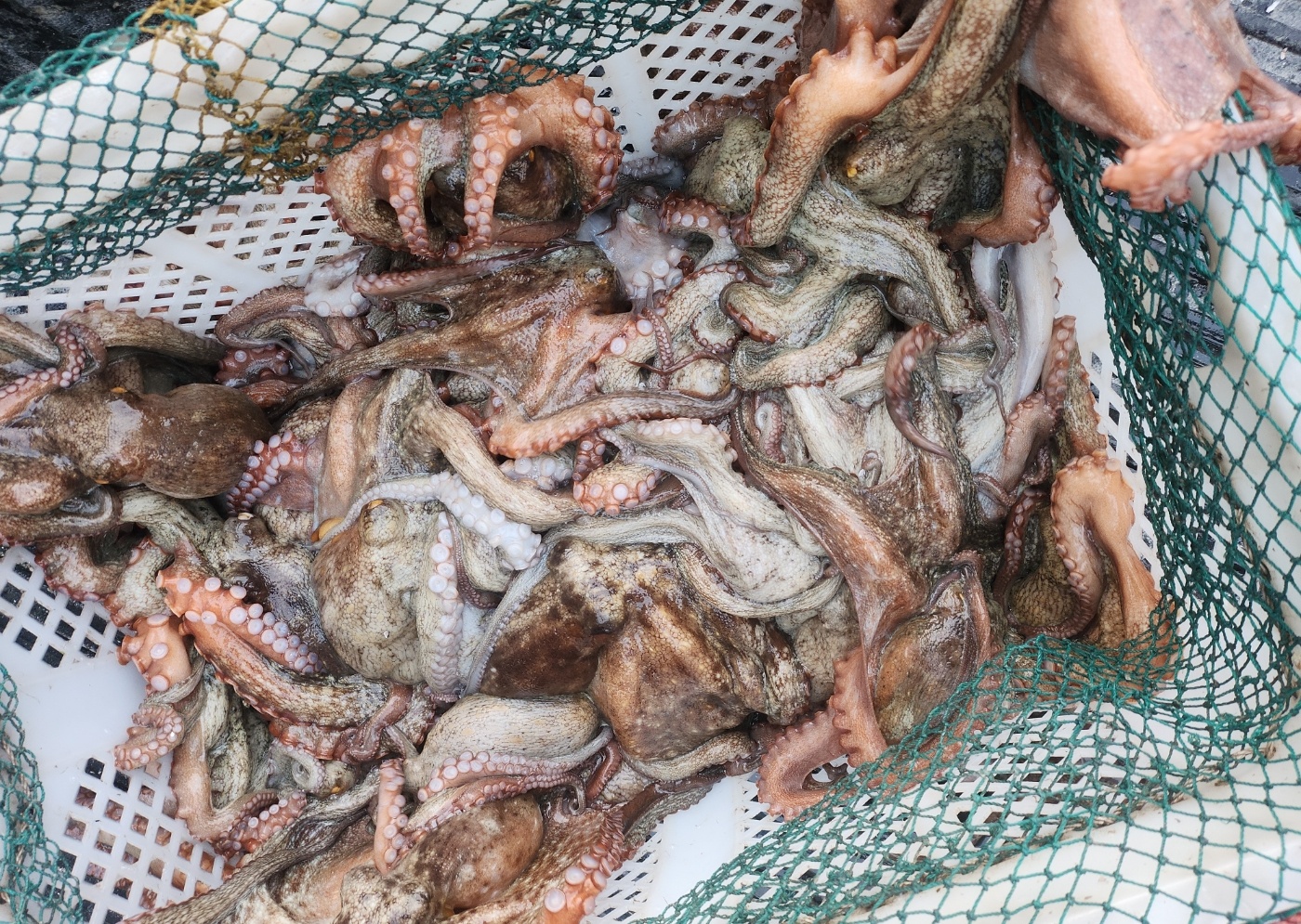 남해 자연산 돌문어 1kg (1~4마리)