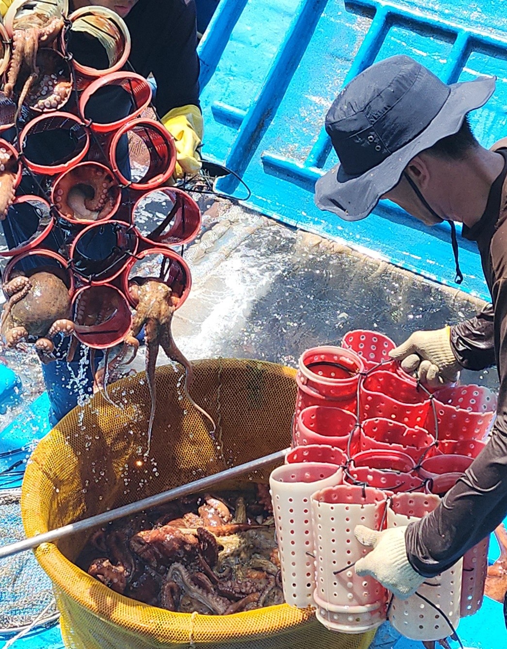 남해 자연산 돌문어 1kg (1~4마리)