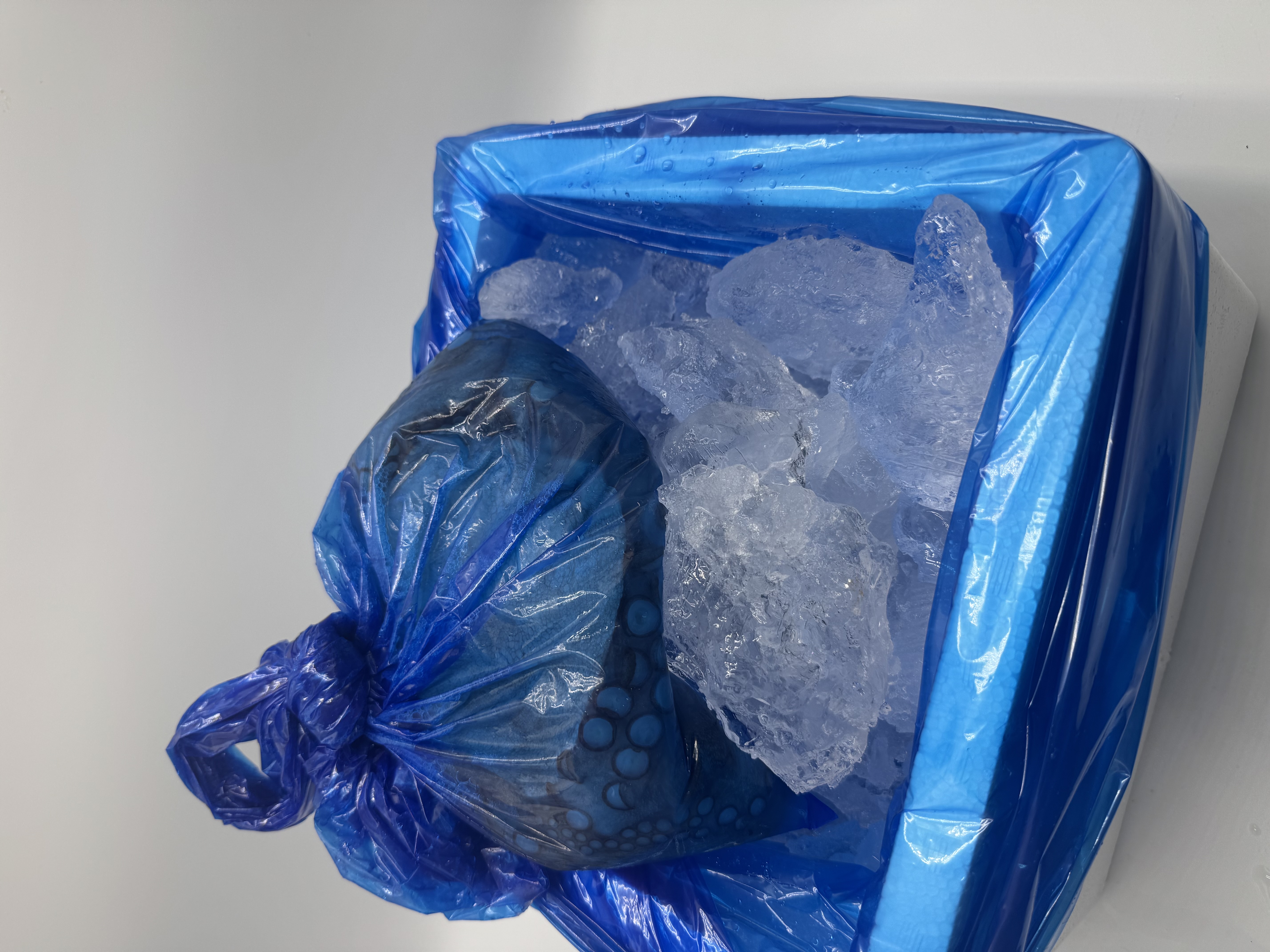 남해 자연산 돌문어 1kg (1~4마리)