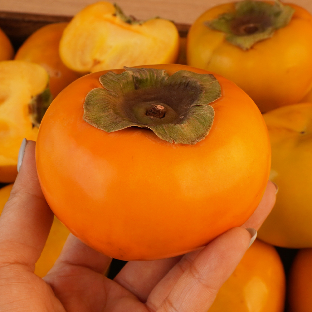 산지직송 햇 단감 부유단감 진영 고당도 감  2kg 4kg