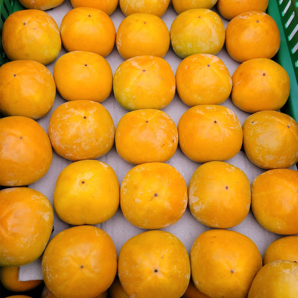 산지직송 햇 단감 부유단감 진영 고당도 감  2kg 4kg