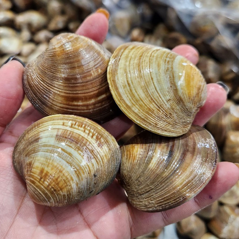 조개탕 조개구이용 백합조개 1-5kg