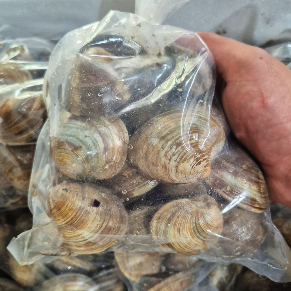 조개탕 조개구이용 백합조개 1-5kg