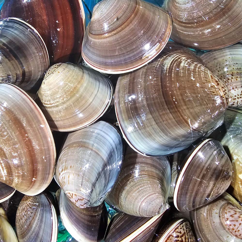 조개탕 조개구이용 백합조개 1-5kg