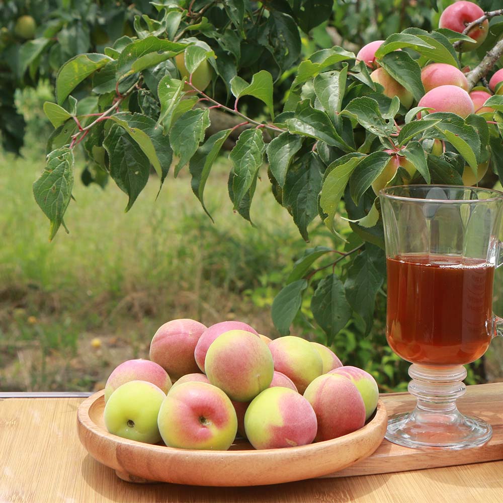 자연발효 3년숙성 수제 황매실청 1-4병