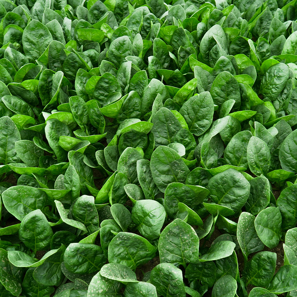 국내산 달큰한 보물초 시금치  500g 1kg 2kg 3kg