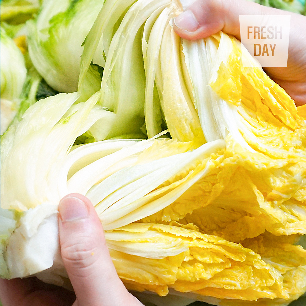 [프레시데이] 깨끗하게 절인 해남 김장 절임배추 20kg